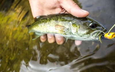 Coosa Bass – Georgia’s other Brook Trout