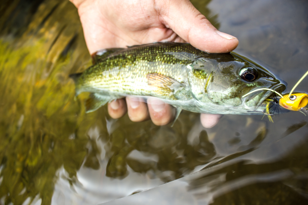 Coosa Bass – Georgia’s other Brook Trout