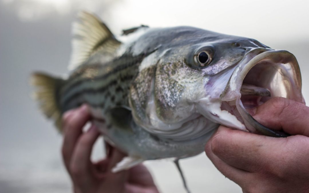 Etowah River Fishing Report 7/16/2018