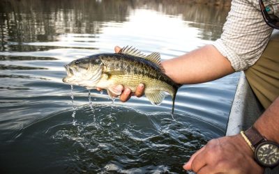 Etowah River Fishing Report 7/23/2018