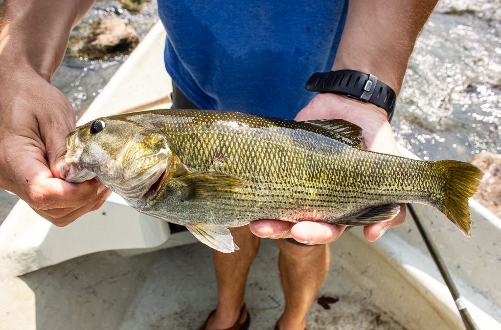 Etowah River Fishing Report 8/13/2018