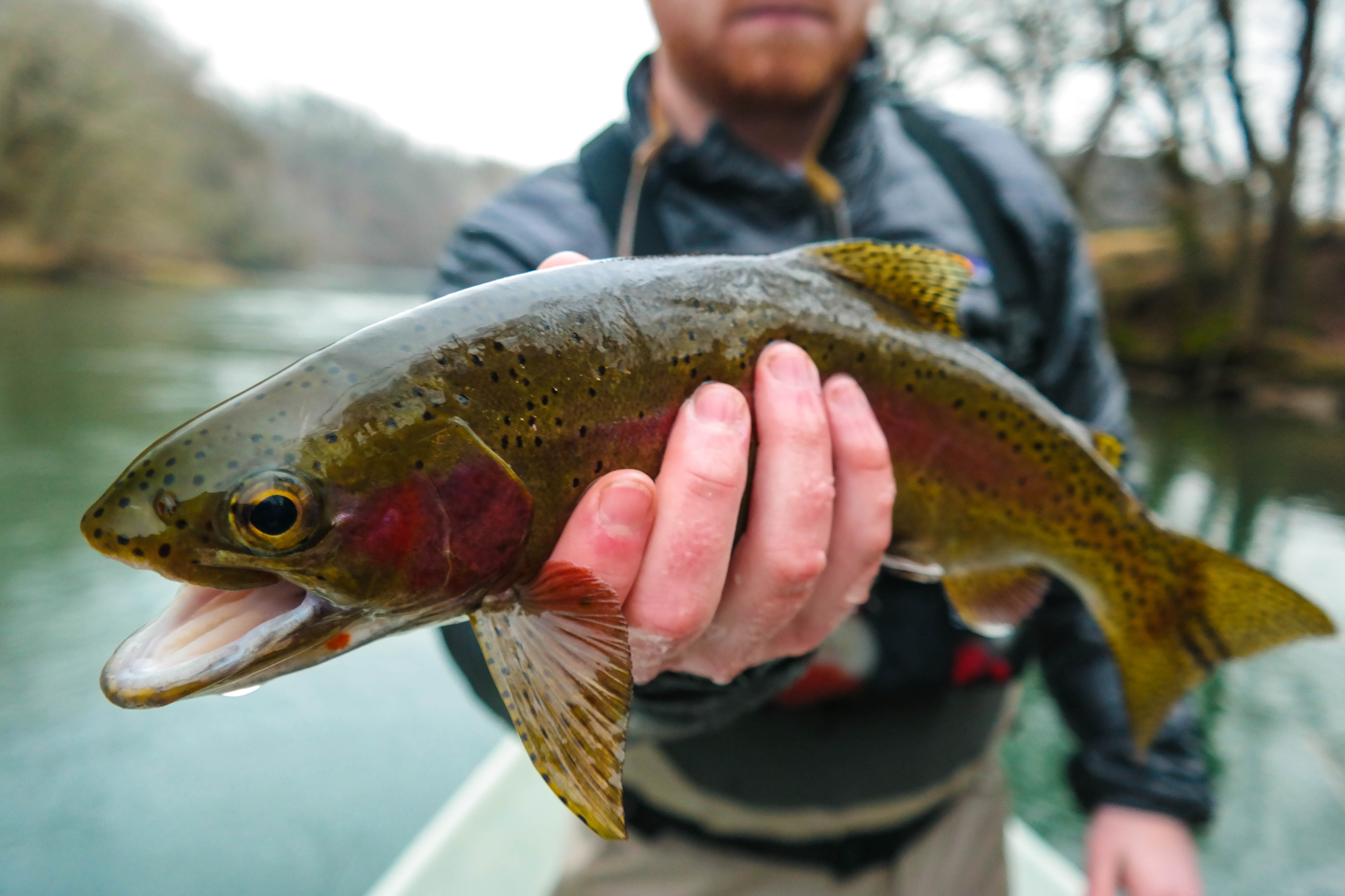 Toccoa River Trout Fishing Guide