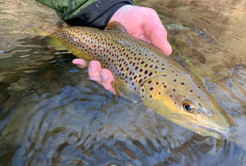 Fishing Report 11/21/19