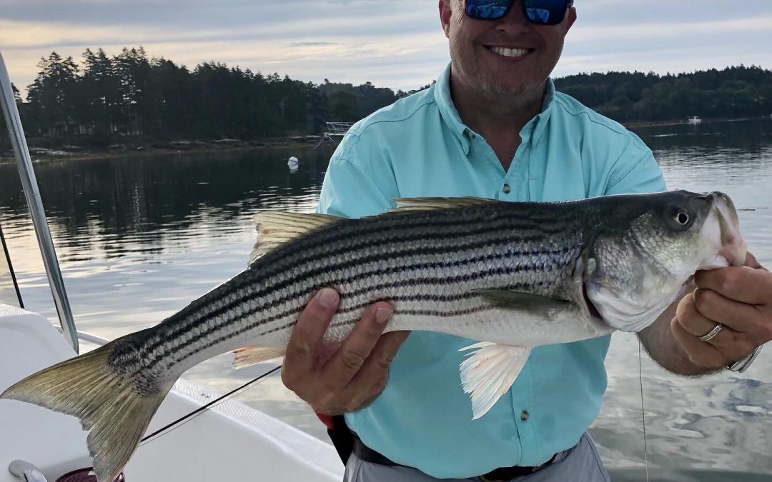 Field Staff Report: Maine Striper