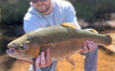 Toccoa River Fishing Report: Upper Toccoa, Small Streams, and Bass Fishing Tips