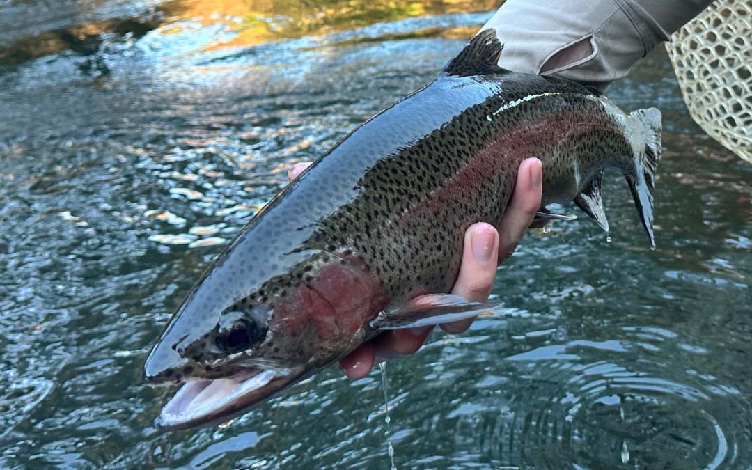 Fishing Report for November 1: Toccoa Tailwater, Upper Toccoa, Small Streams, and Warm Water Bass