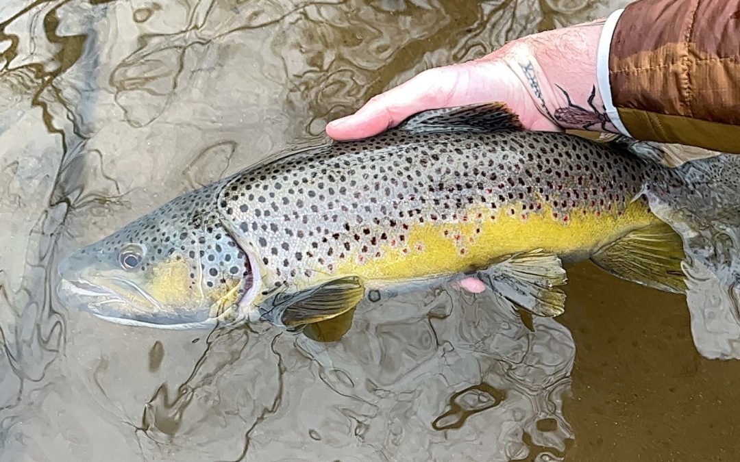 December 18 Fishing Report: Post-Spawn Brown Trout, Delayed Harvest, and Winter Stream Flows