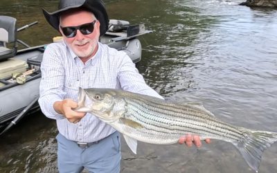 Toccoa Tailwater Fishing Report: Rainy Days, Streamers, and Cicadas Incoming