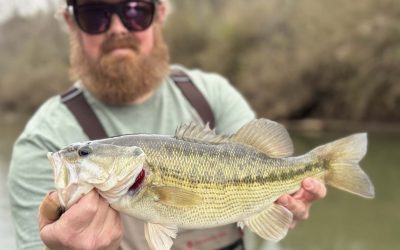 Toccoa River, Spotted Bass & Small Streams