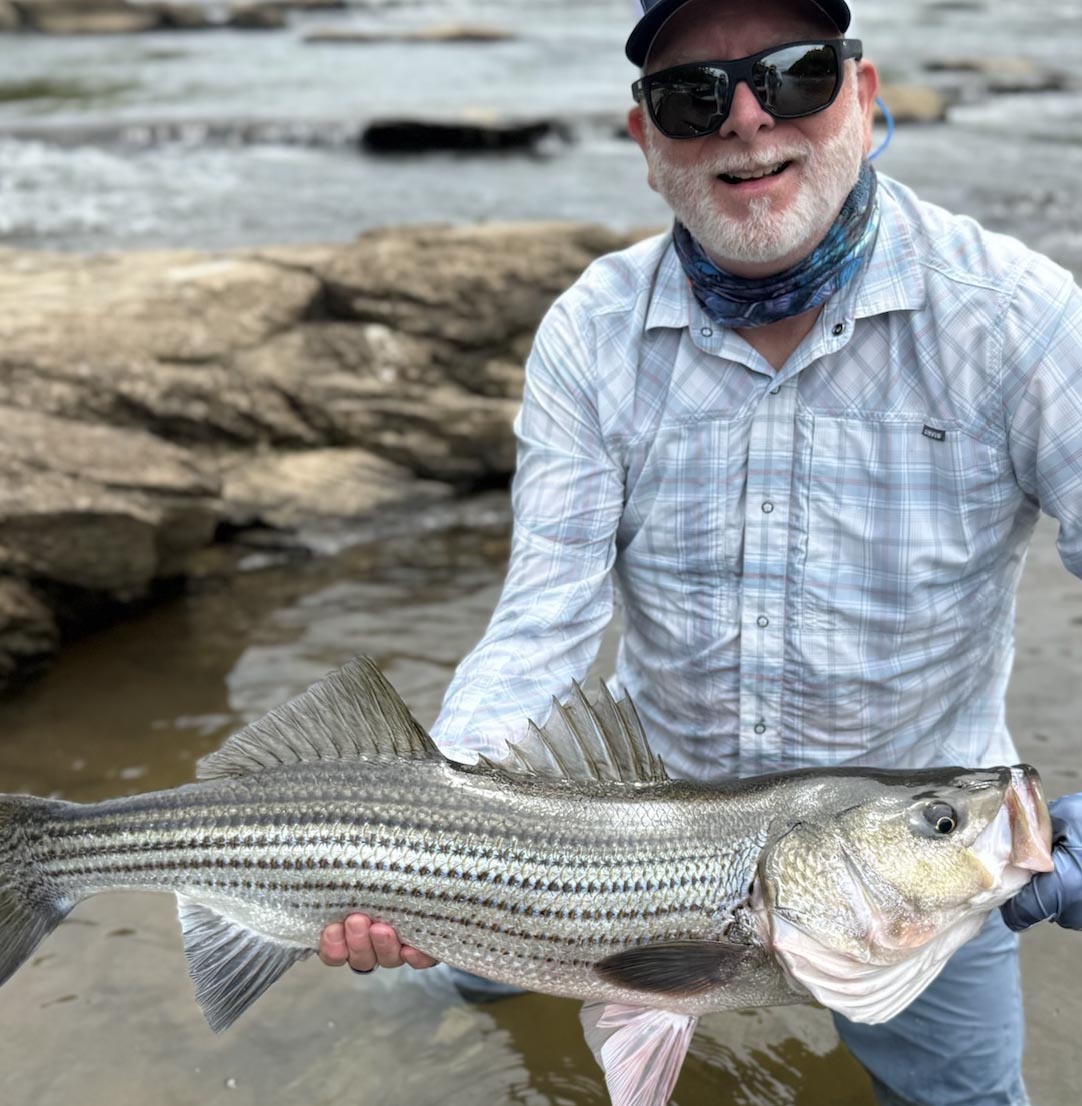 Angler holding a striped bass during a guided fly fishing trip in North Georgia