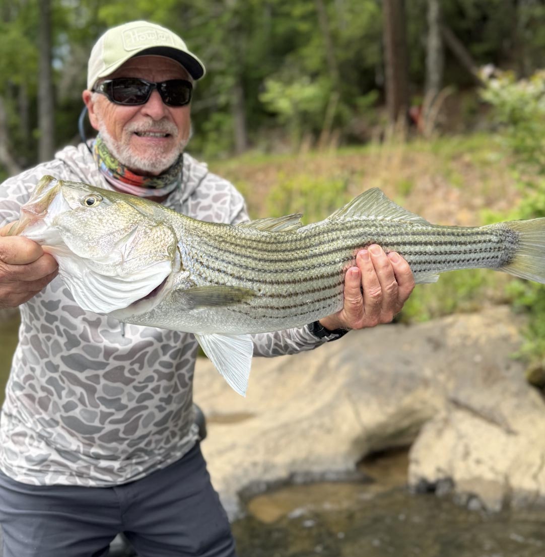 Angler holding a striped bass caught during a guided fishing trip in Blue Ridge, Georgia with Cohutta Fishing Company