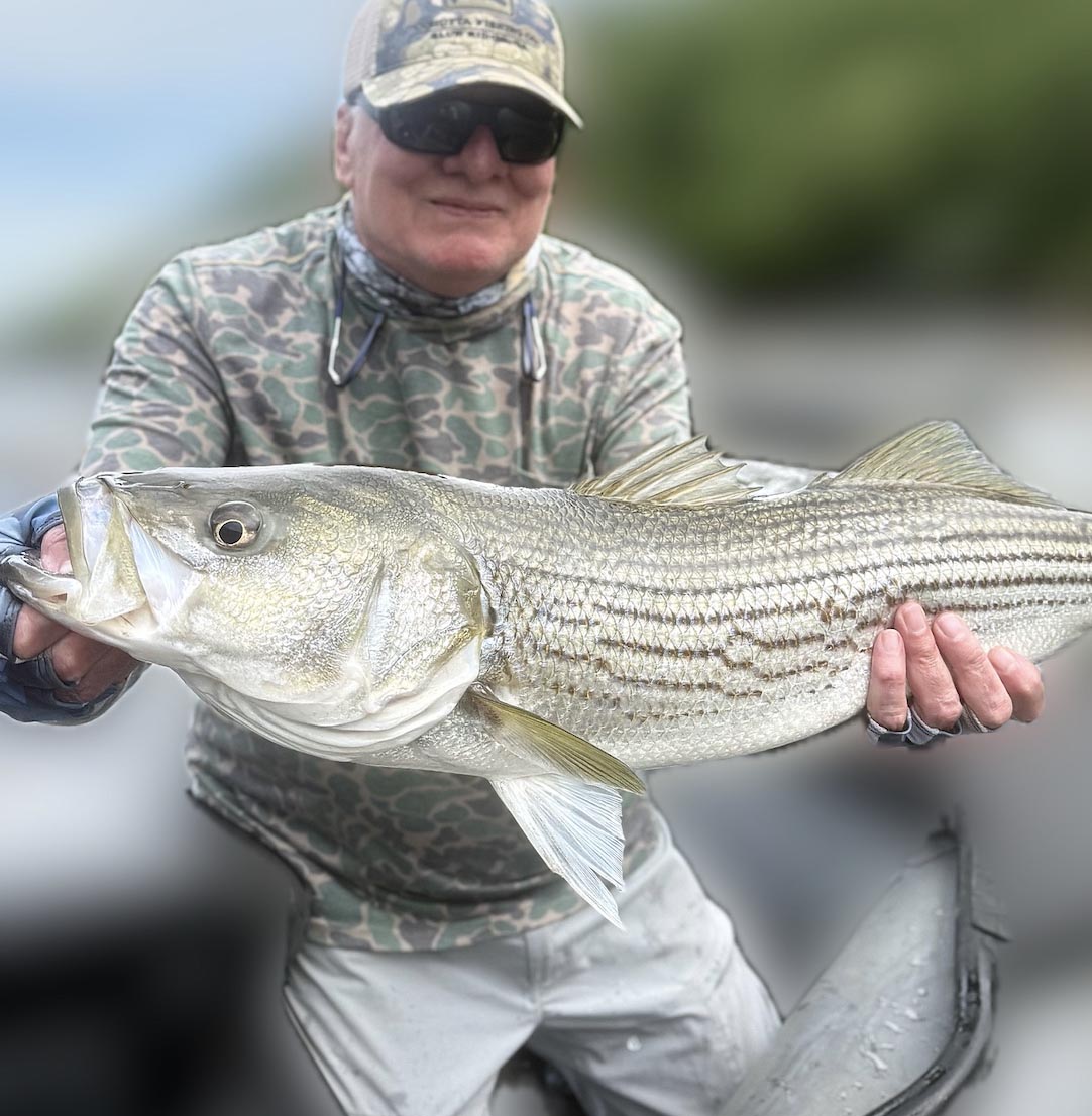 Angler holding a striped bass during a guided fishing trip in North Georgia